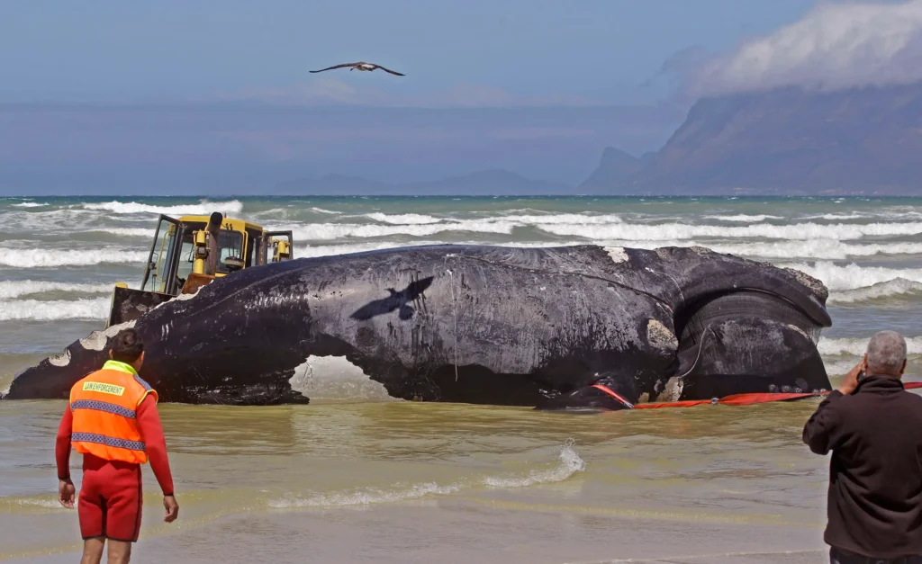 The Mysterious Case of the Blue Whale Bitten in Half