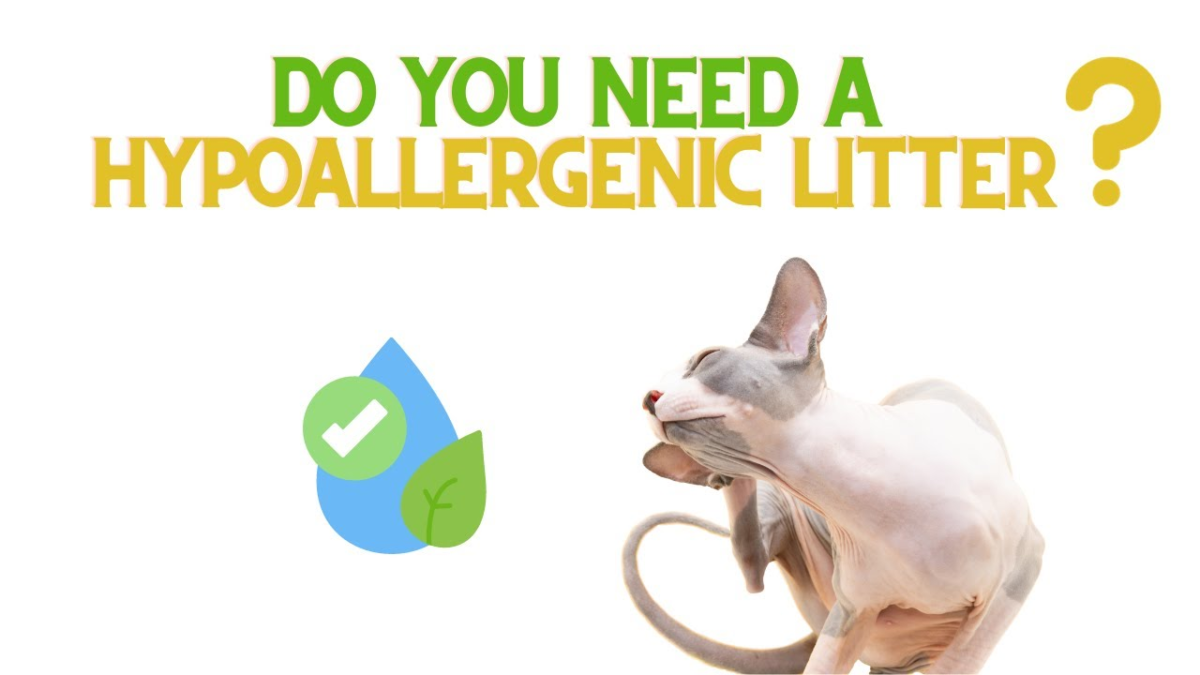 The Ultimate Guide to Hypoallergenic Cat Litter